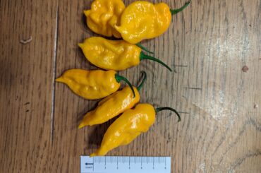 Help with identification, they were supposed to be Aji Pineapple