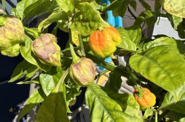 What happened, to these reapers?