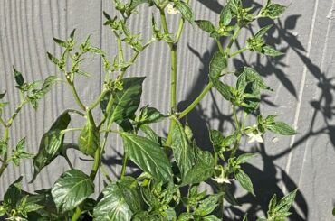 Not one pepper yet this season and can anyone tell me why the leaves look like this on one of my plants?