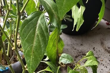 Aight. What's messing with my jalapeno