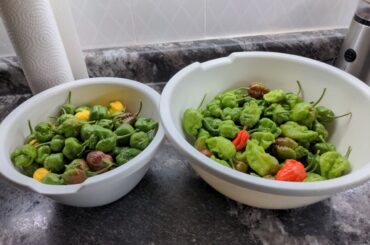 Last harvest. Mostly green chillies. Supposed to get frost here in a couple days, so I picked everything. A mix of chocolate 7 pot, yellow bubblegum, Reapers, Scorpion and Ghost