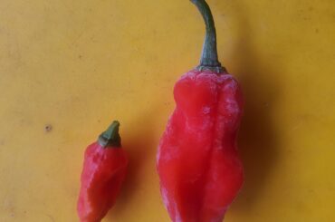 Worlds smallest ghost pepper?