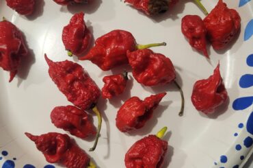 What is this Pepper?