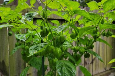 Unripe Scotch Bonnets