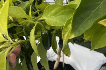 Help ID