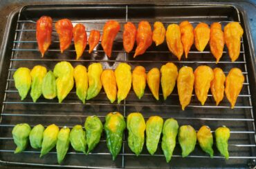 Ghost Pepper harvest