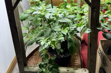 Indoor growing