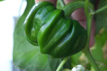 Davanagere Dodda, hot Capsicum, unique heirloom from Davanagere Karnataka India