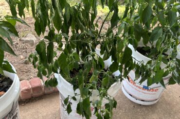 Habs got too much water over the last 2 days. Has been like this since yesterday. Should I just let it do it’s thing in the shade until it perks back up??