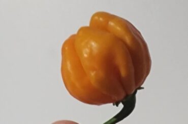 Pepper Id?