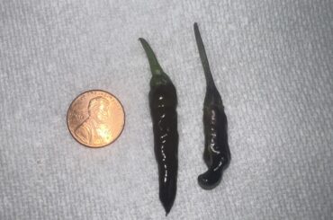 Purple tiger peppers, some mild some extremely spicy