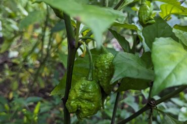 What pepper is this? We don't remember planting it.
