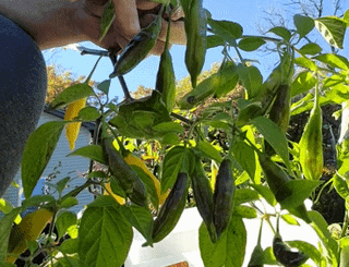 Lemon Drop Pepper Pickin'