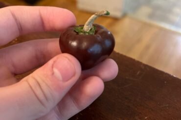 I don’t know what pepper this is