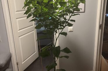148 cm Trinidad scorpion