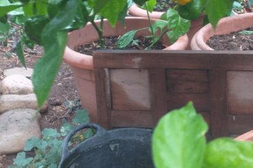 Habanero