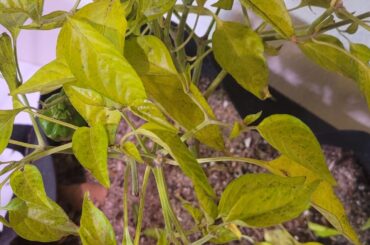 How dead are my plants!?