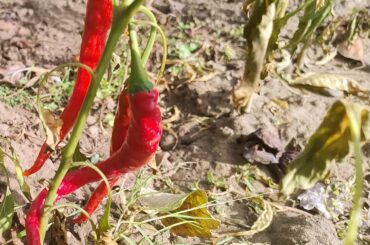 No one on Reddit liked my Peppers, I even got down voted for posting them, what do you think of them ?