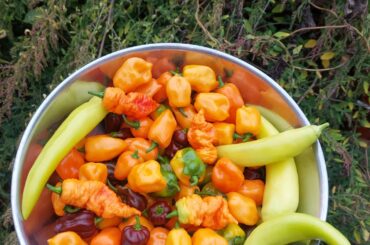 Habanero, Chocolate Habanero, Death Spiral, and Blazing Banana peppers