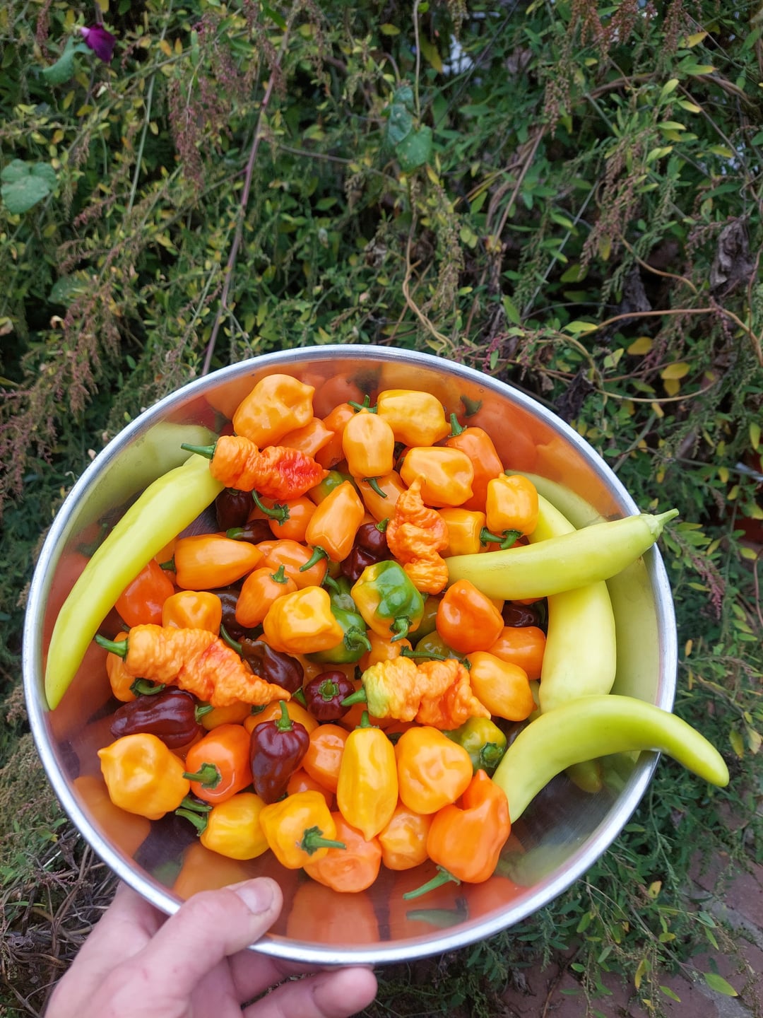 Habanero, Chocolate Habanero, Death Spiral, and Blazing Banana peppers
