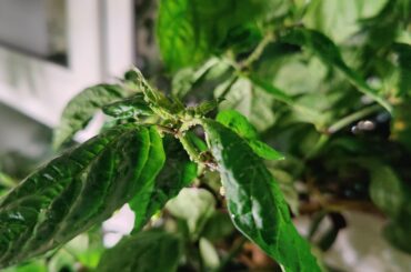 Systemic insecticide and peppers.