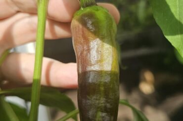 Help with identification