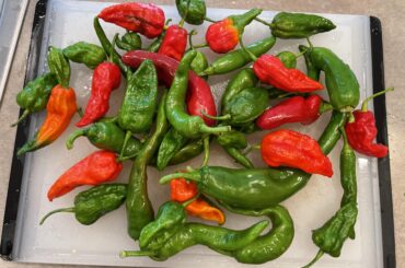 What to do with unripe ghost peppers?