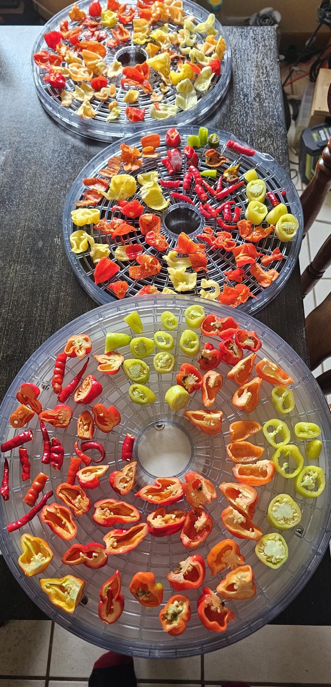 Peppers ready for the dehydrator and some seed collection Chili Chili