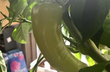 What pepper is this?