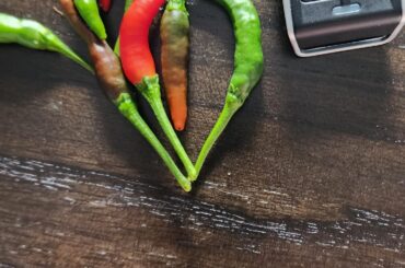 Nursery states these are Serrano pepper