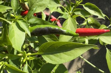 Why are my Calabrian chillies turning black?