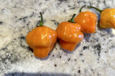 Identification help needed