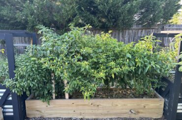 First timer here, help needed