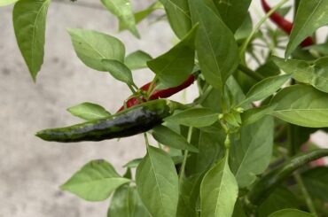 Calabrian chillies turning black?