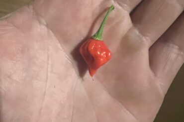 What have I grown?