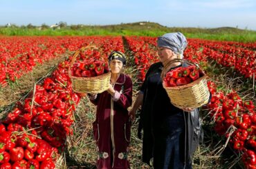 Roasted Red Pepper | Grandmother's Traditional Pickle Recipe