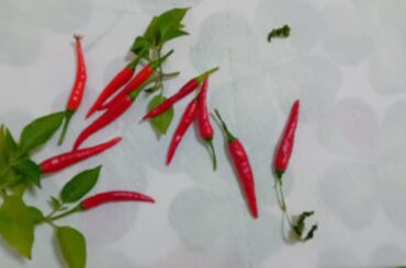 What kind of peppers are those I just harvested from my plant? Really beautiful red colour, but they are quite small.