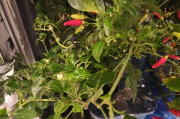 Losing the aphid battle