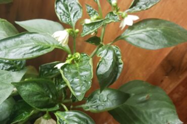 What is causing curling leaves?