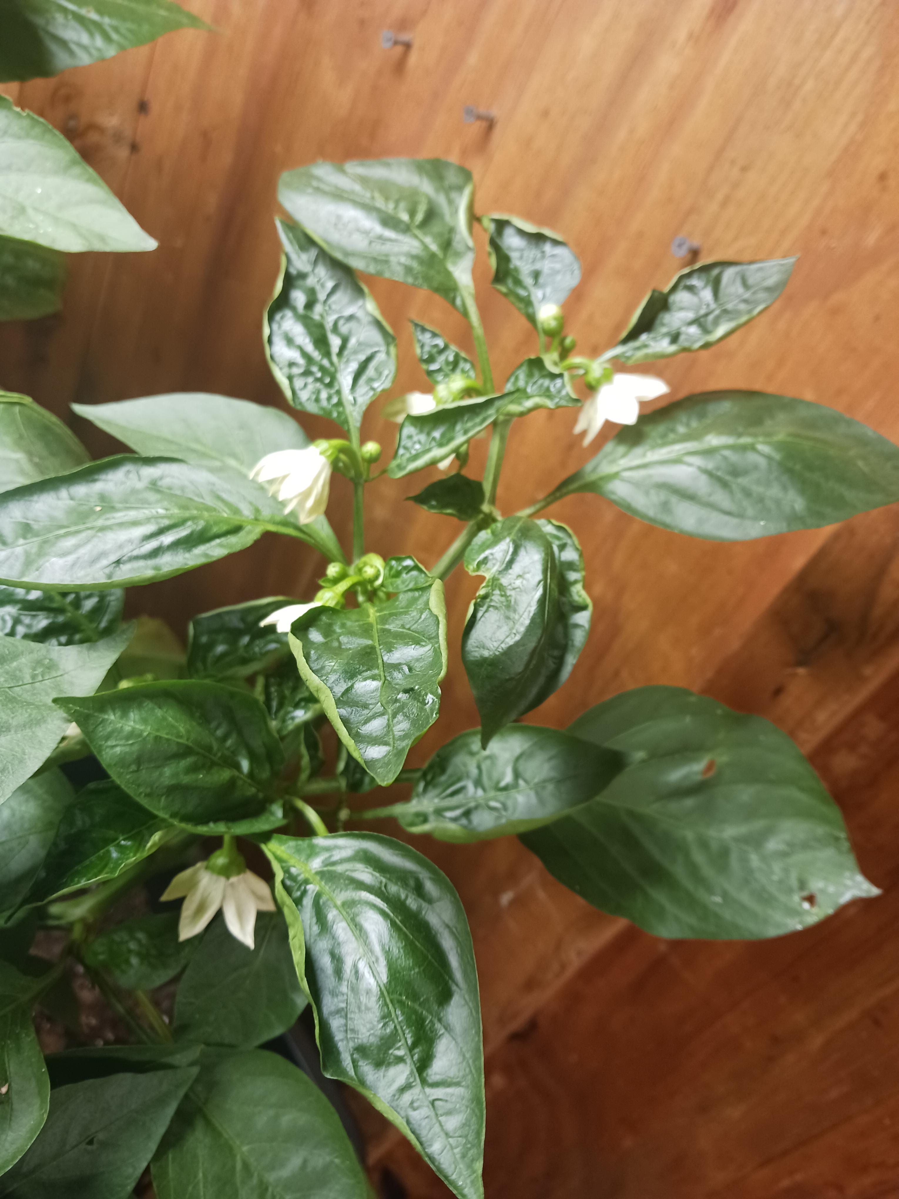 What is causing curling leaves? Chili Chili