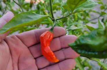 Is this Ghost fully ripe?