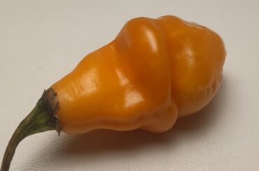 Help needed to identify this pepper