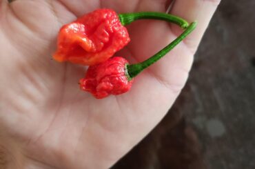 Why did my reapers come out so tiny ?