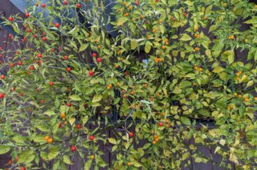 Interesting to see how different plants deal with the cold.