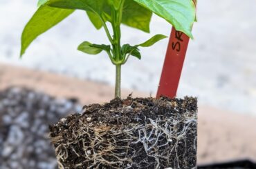 There's something about repotting pepper plants that's oddly satisfying
