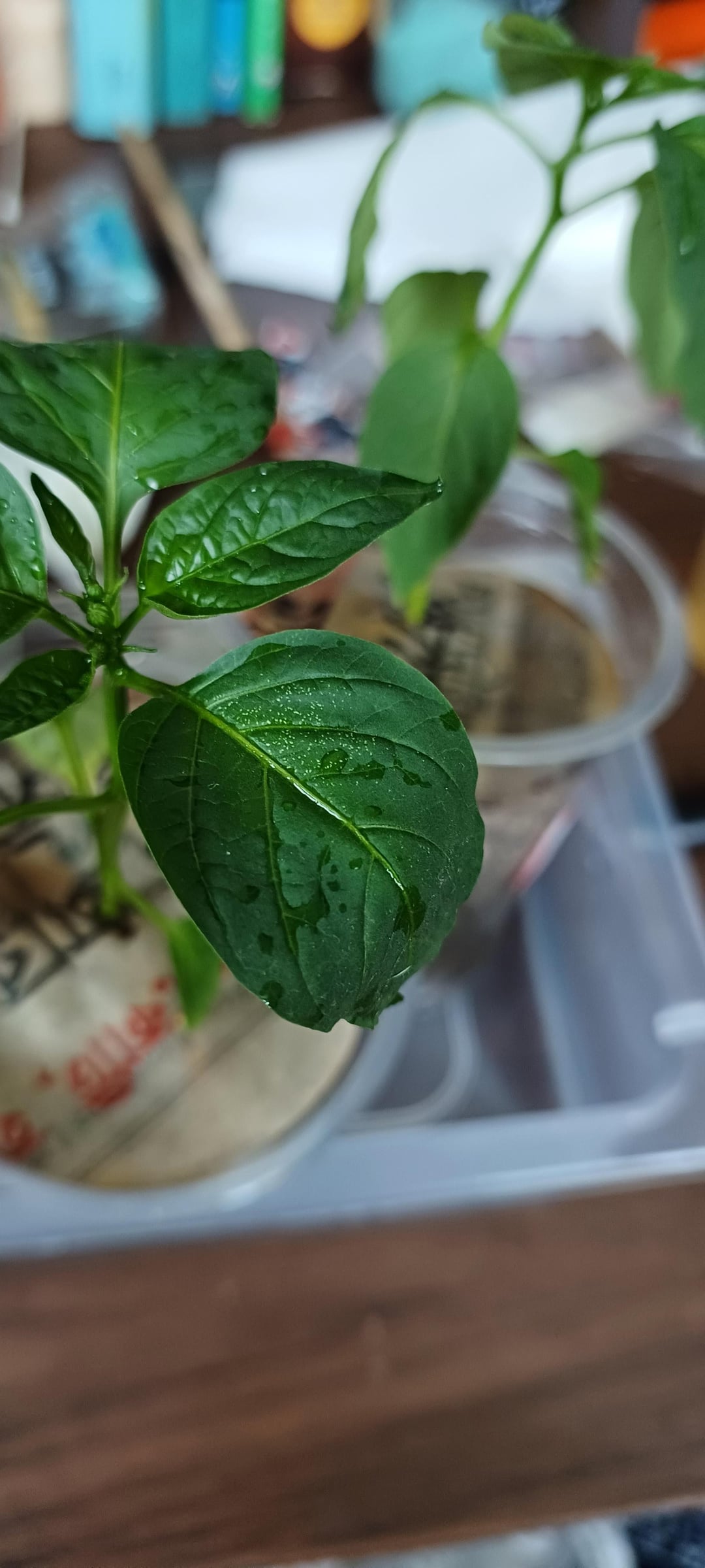 Tiny white spots on pepper leaves. Chili Chili