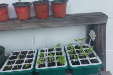 I'm looking to use anything that will turn my super hots and others in to massive well producing plants. I'm not afraid to go outside of natural and organic methods as long as I will safe to eat them.