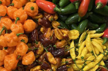 Late season harvest