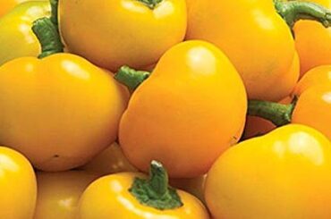 Yellow Cherry Bomb Seeds