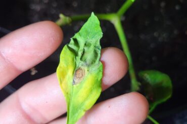 Any help on what could be causing this